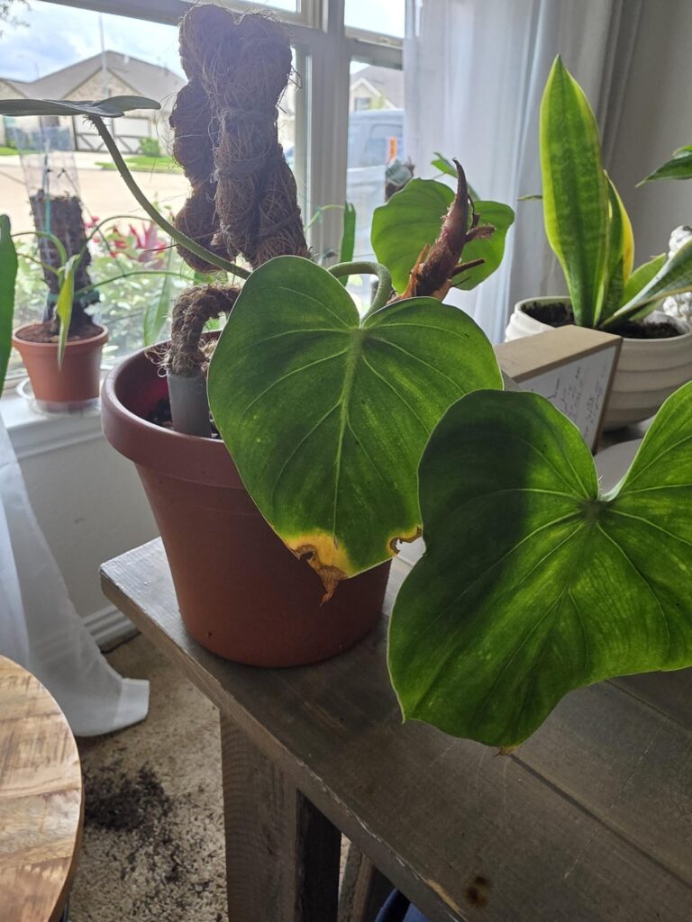 Philodendron fibrosum