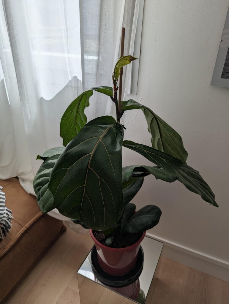 Problem after repotting