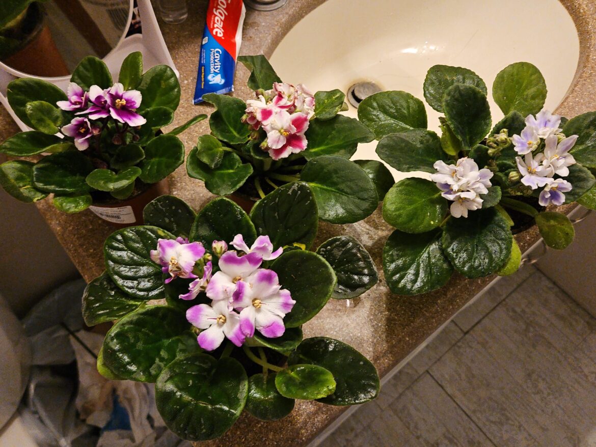 New violet haul ❤️