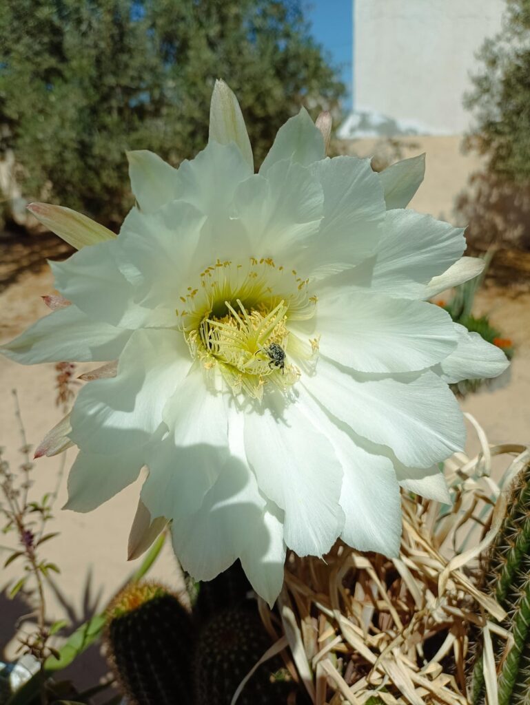 It bloomed yesterday 🥰