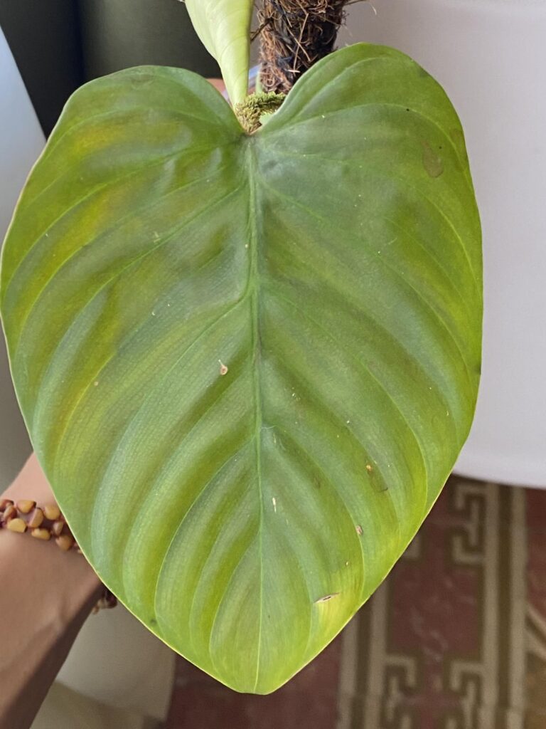 Need Help Identifying This Philodendron