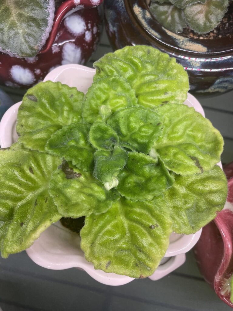 Enjoying their crowns sans blooms