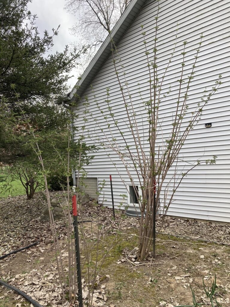 Just bought a home in MI. Previous owners planted. Anyone know what they are?