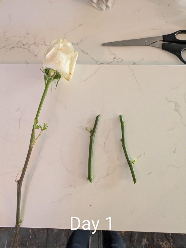 Bouquet rose prop in progress – Day 21 Bouquet rose prop in progress - Day 21