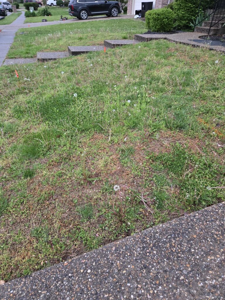 This year is the year I fix the lawn. Please help this Midwesterner. This year is the year I fix the lawn. Please help this Midwesterner.