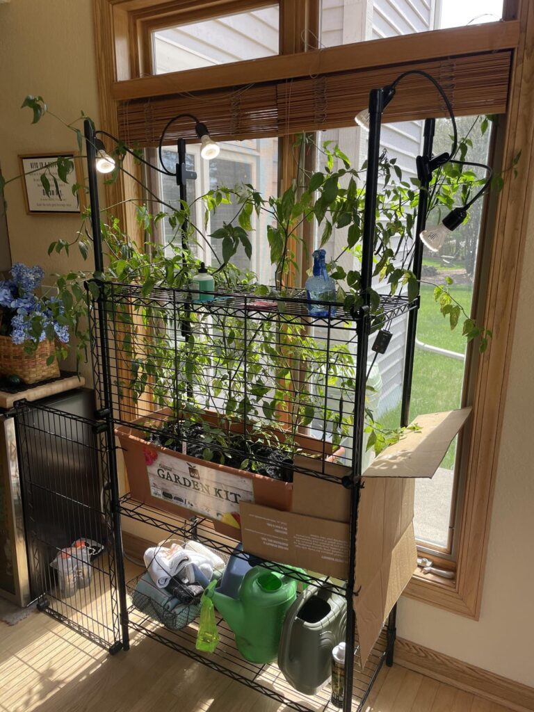 What to do with peppers I thought were a goner?