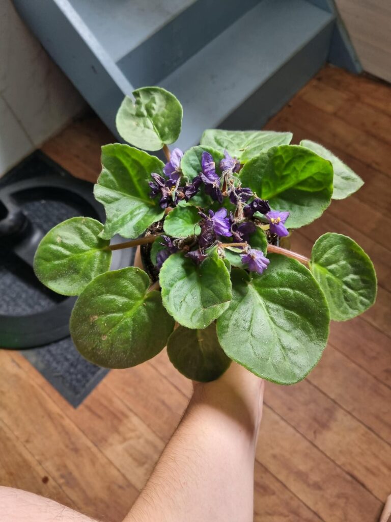 Is she healthy? Or dying?