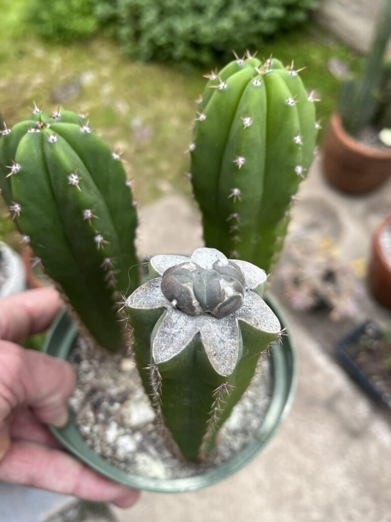 Good or no? Good or no?