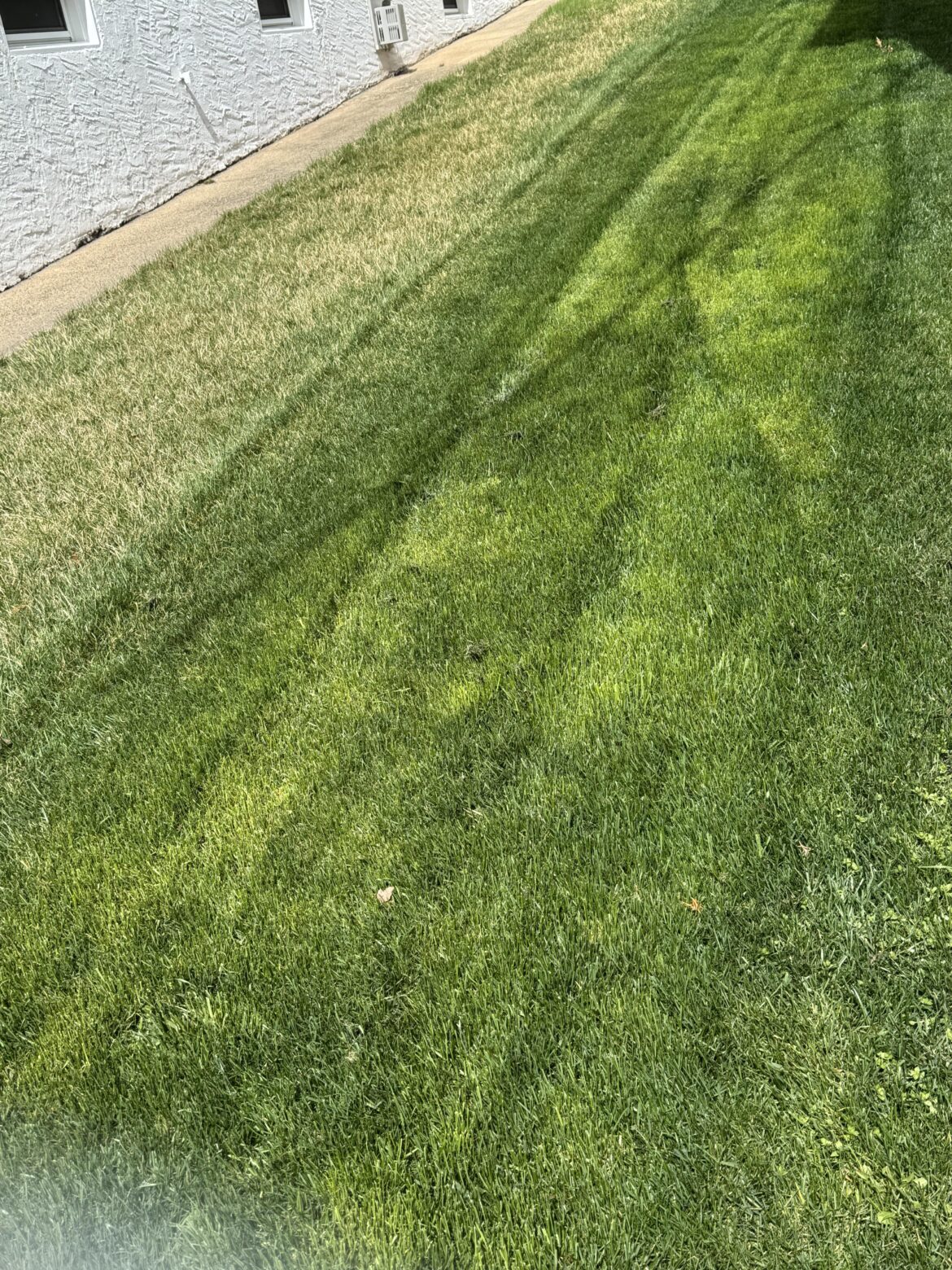 Update: First Mow After Sept 2024 Renovation