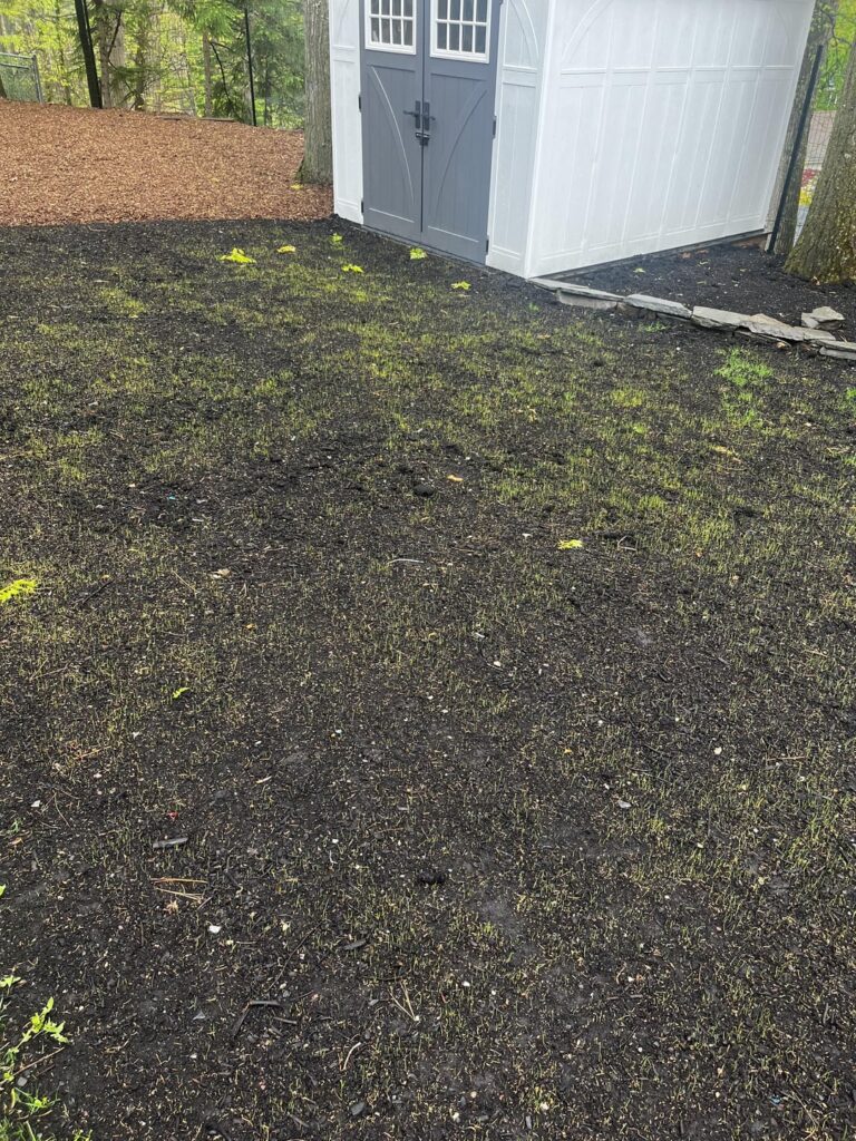 8 days germination with tall fescue