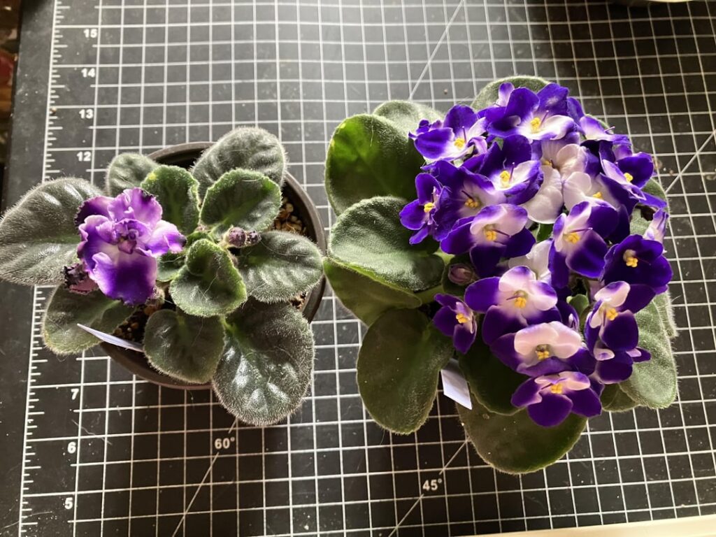 These plants propagated off the same leaf!