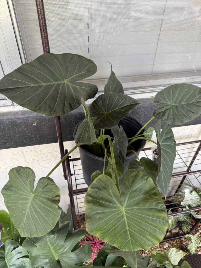 Box store Alocasia