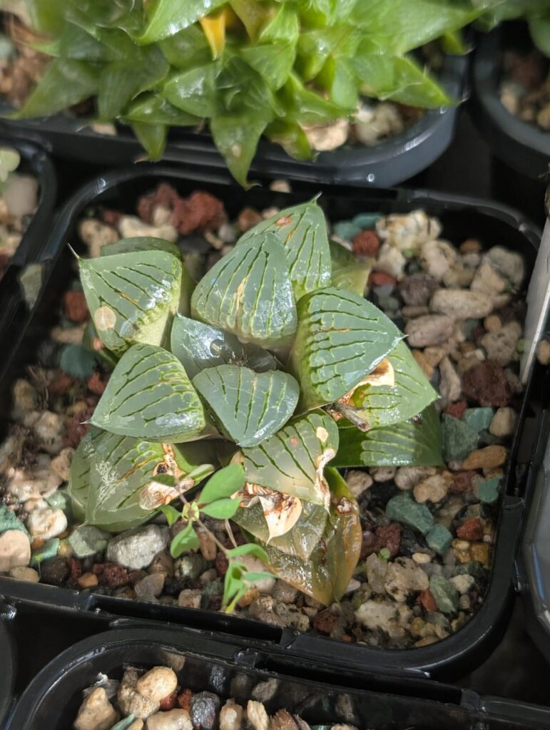 First solid watering after a long hot summer.