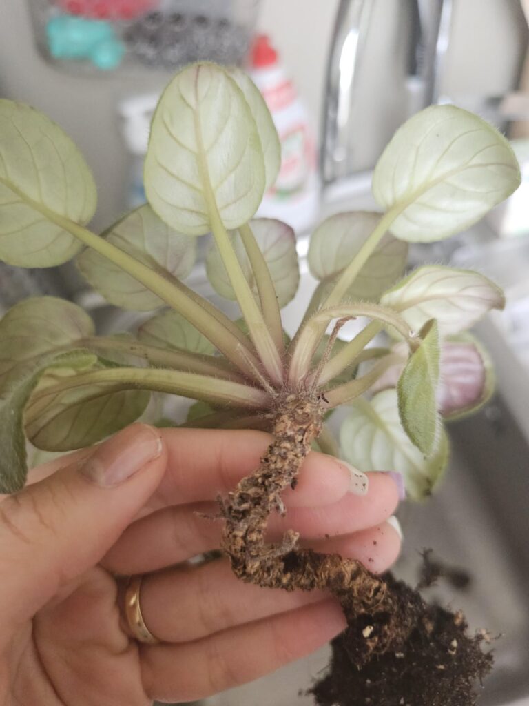 Is it dead?