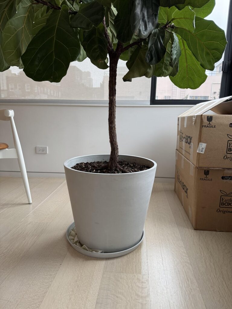 Any advice for how to remove tree from pot to replant