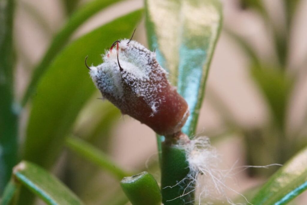 Astrophytum myriostigma on pereskiopsis