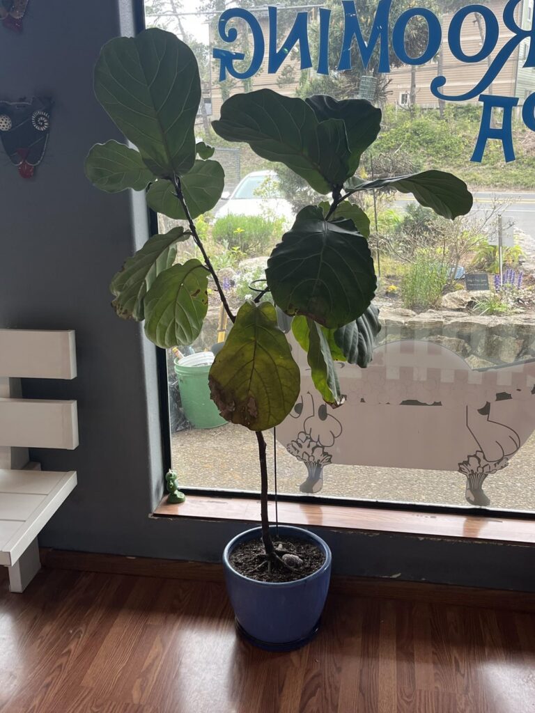 How do I yep this plant? It’s not looking good.