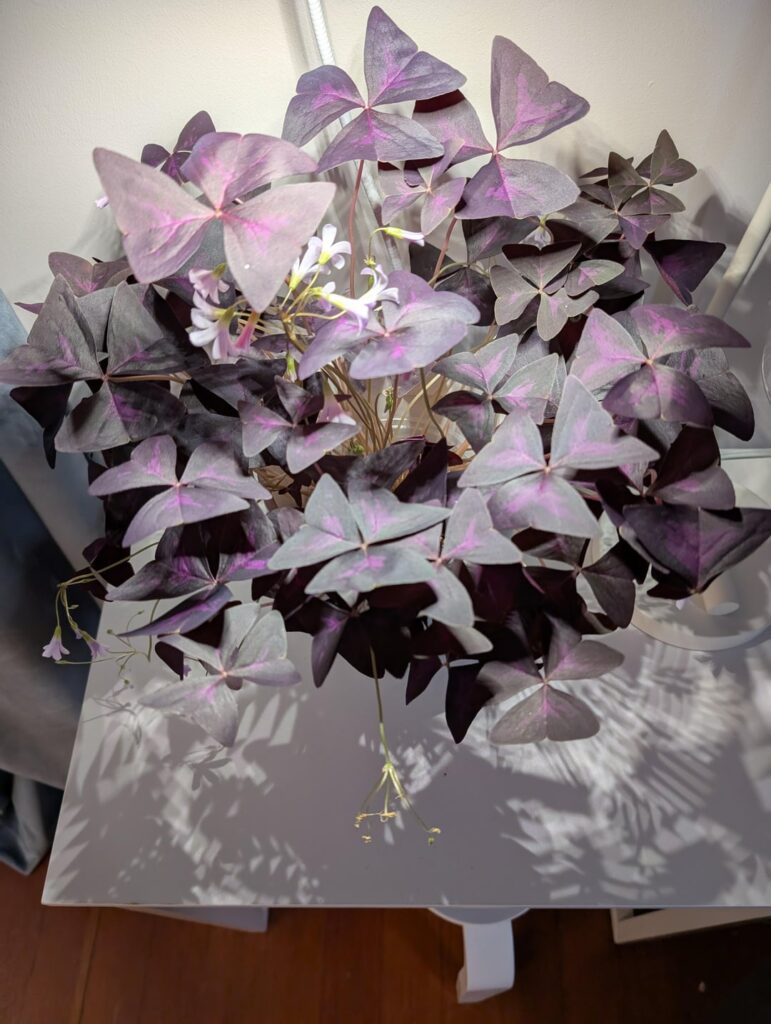 I hit a new milestone this weekend. I officially have 50 indoor plants. Here's a few of my favorites.