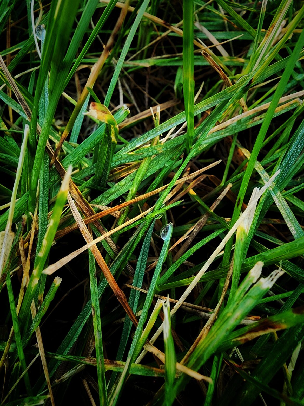 Wet Grass