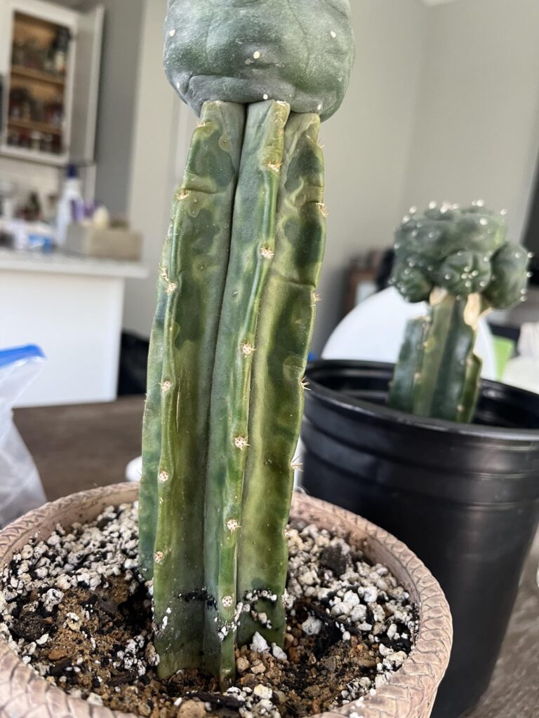 Is my root stock done? Time to degraft?
