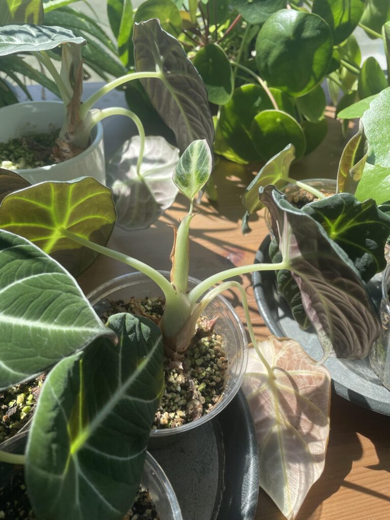 Alocasia growing miniature leaves Alocasia growing miniature leaves