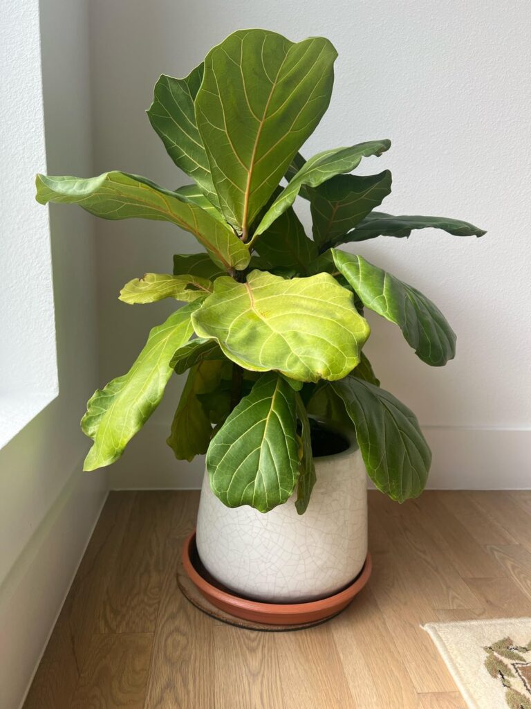 Plant Not Growing