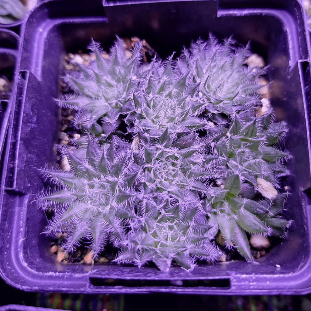 H. Bolusii 'odyssei' 1yo seedlings. Will soon need to repot these