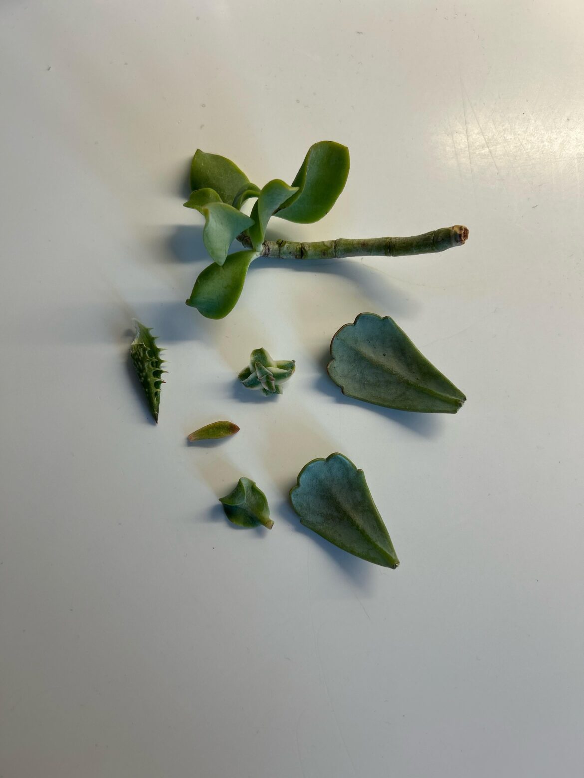 Just brought back my first ever proplifting haul! What now...?