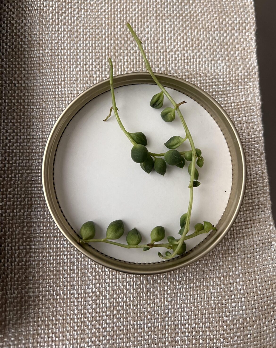 Will these propagate?