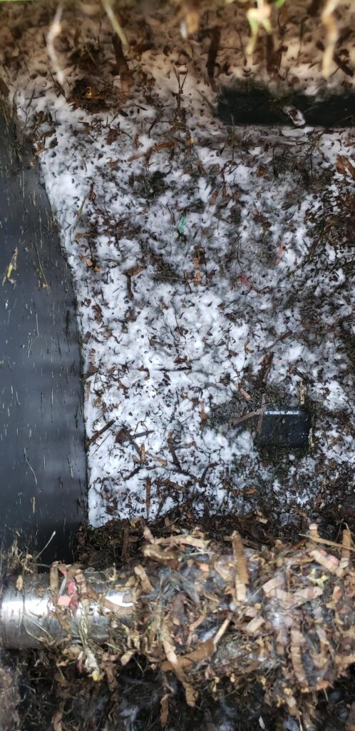 So much mold you'd think it was snowing