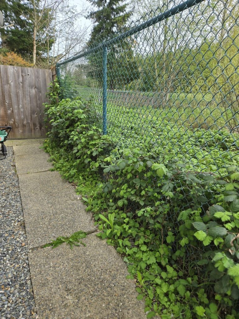 Best way to control weeds through fence? Best way to control weeds through fence?