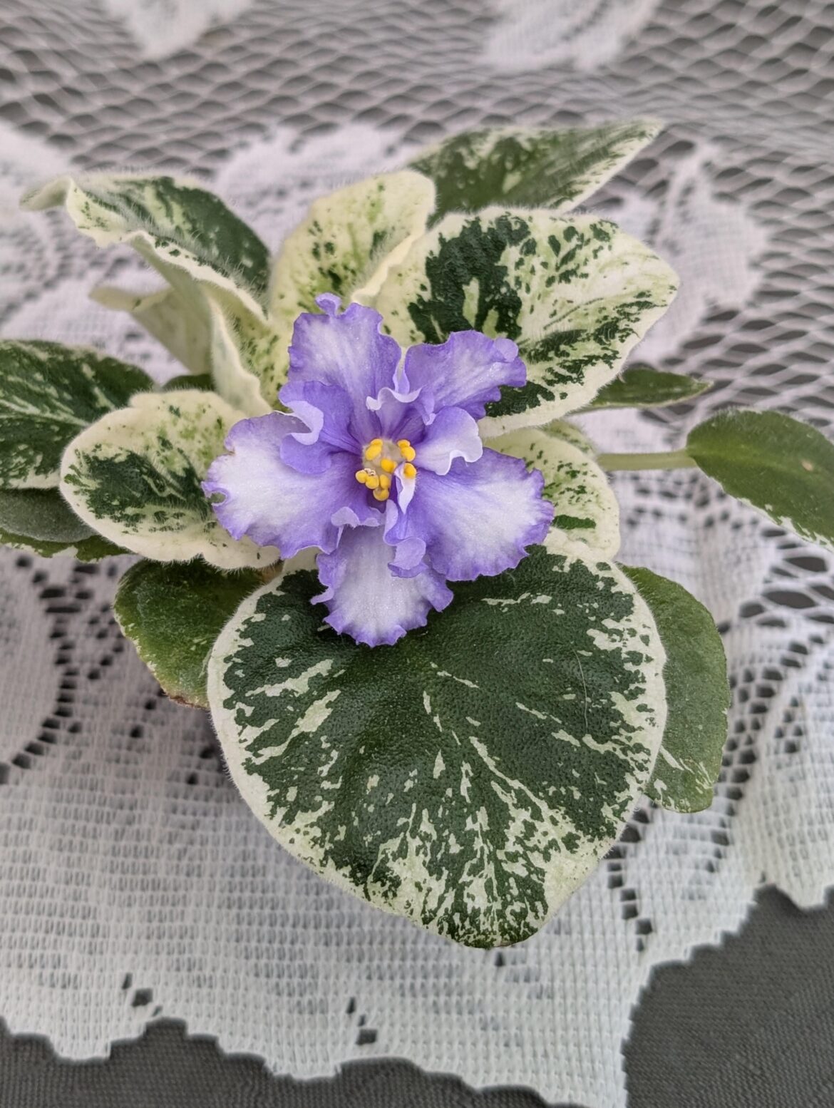 My first ever propagation is in bloom!