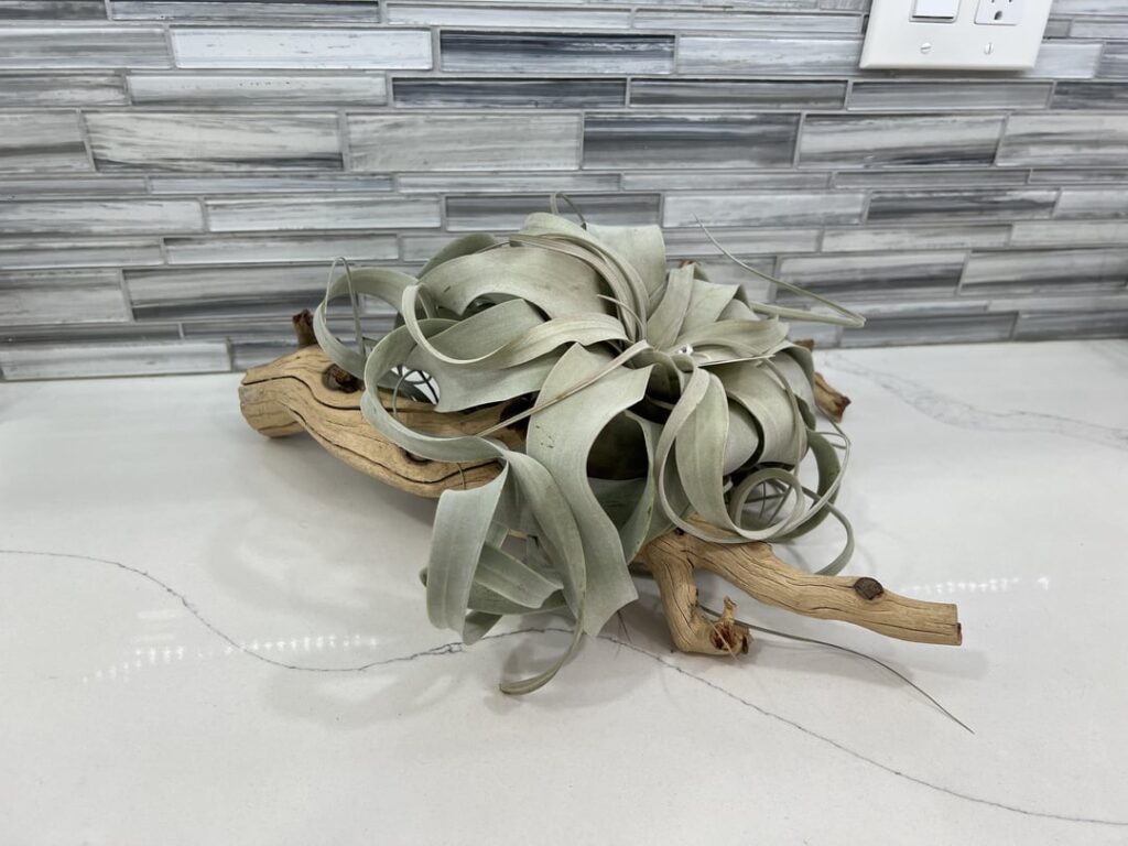 Xerographica on grape wood