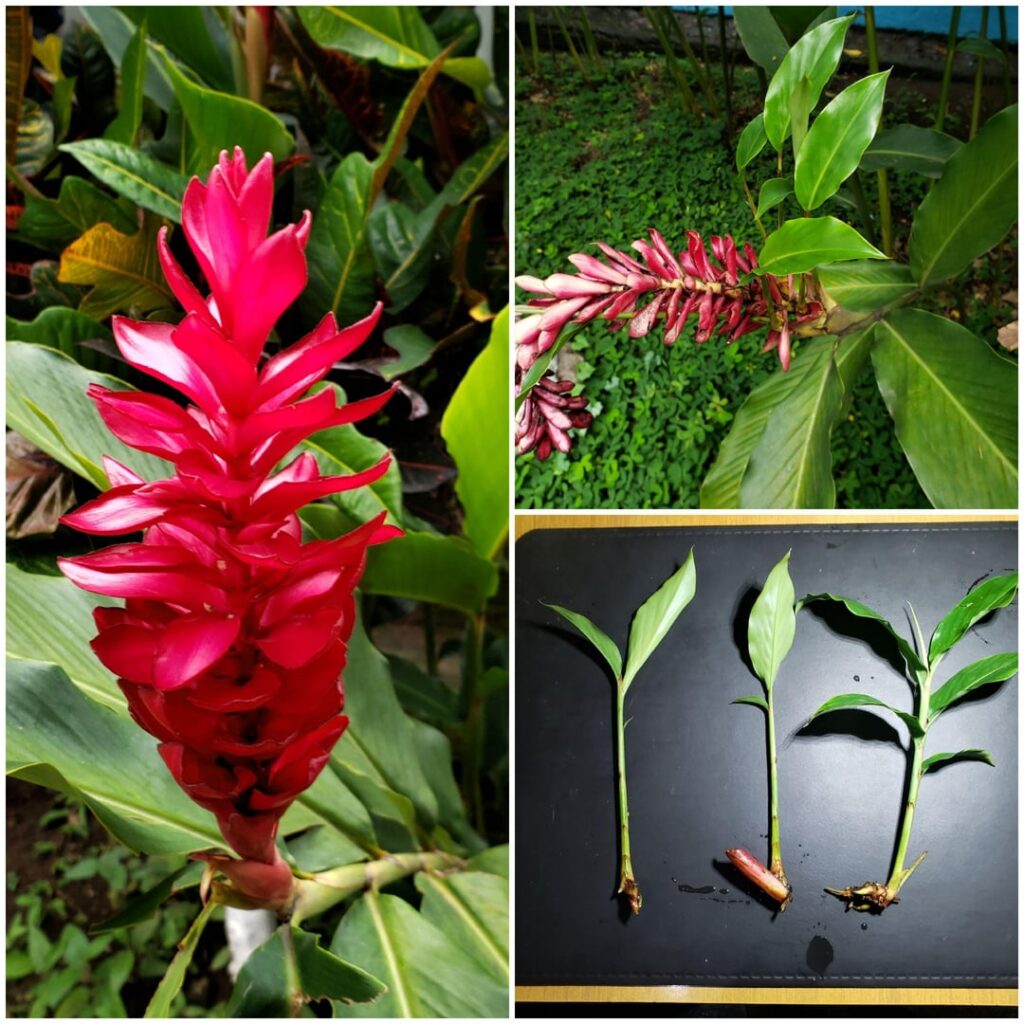 Alpinia Purpurata