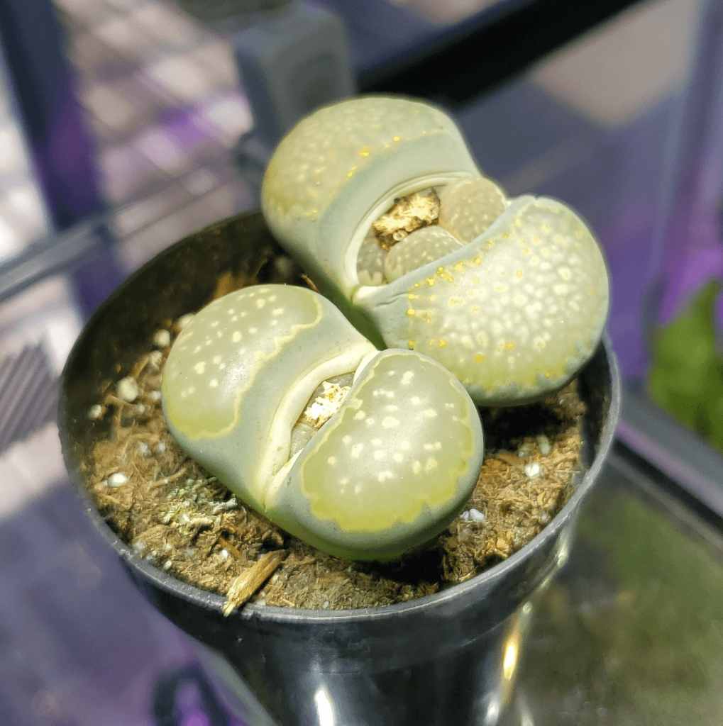 Lowes butts