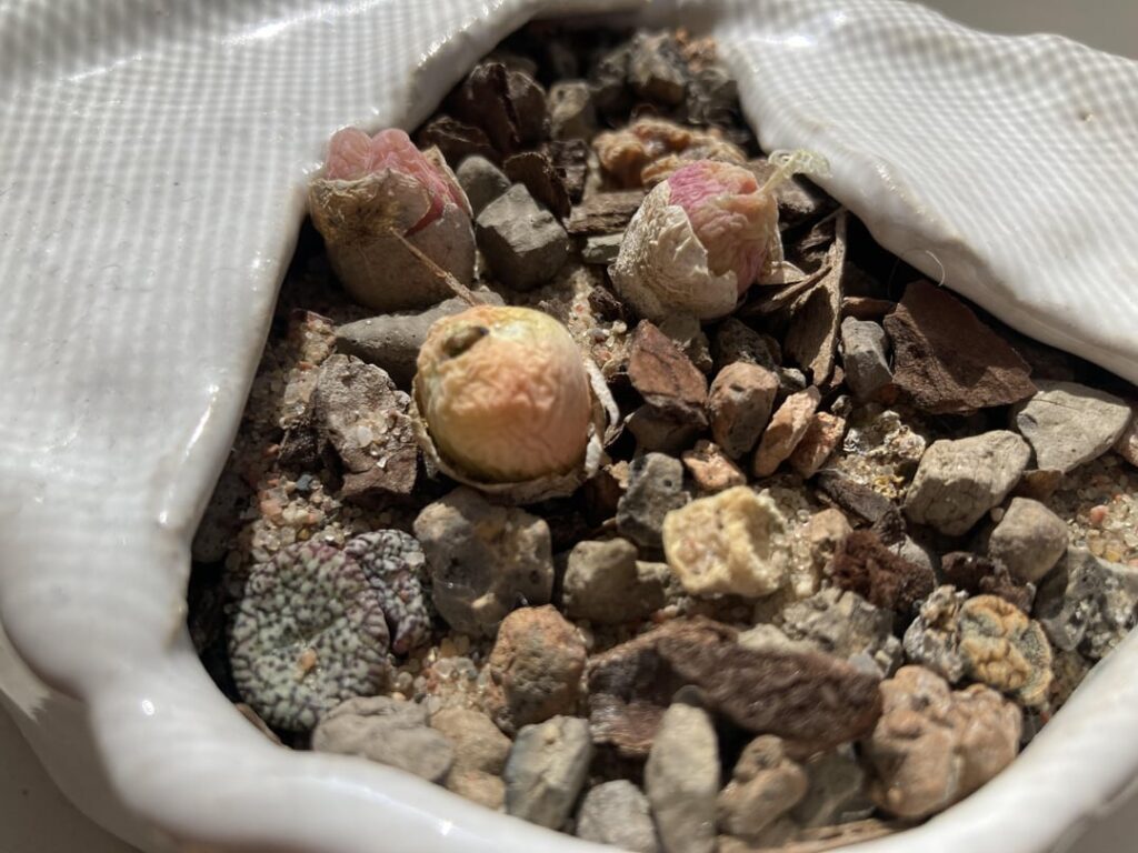 Conophytum – dormant or disaster? Conophytum - dormant or disaster?