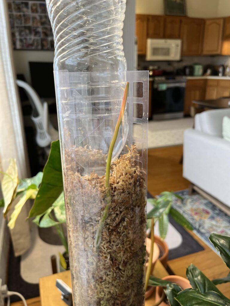 Root growing out