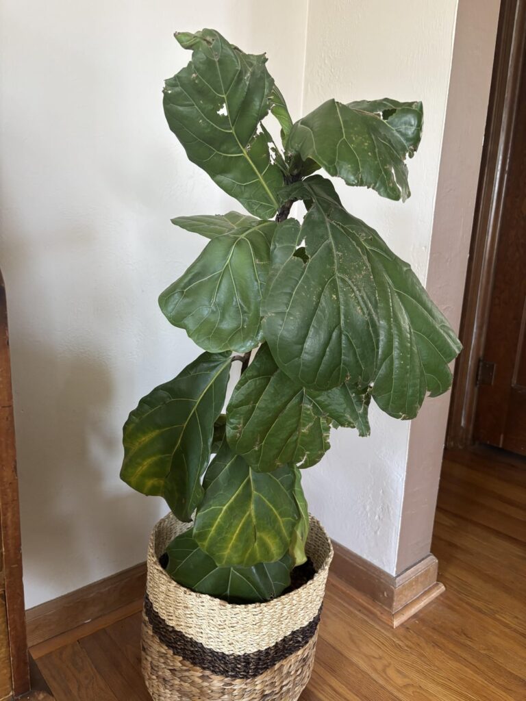 Help! Rescued this sad FLF from an old roommate