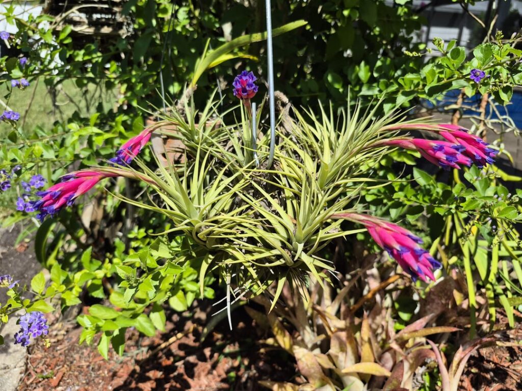 T. stricta