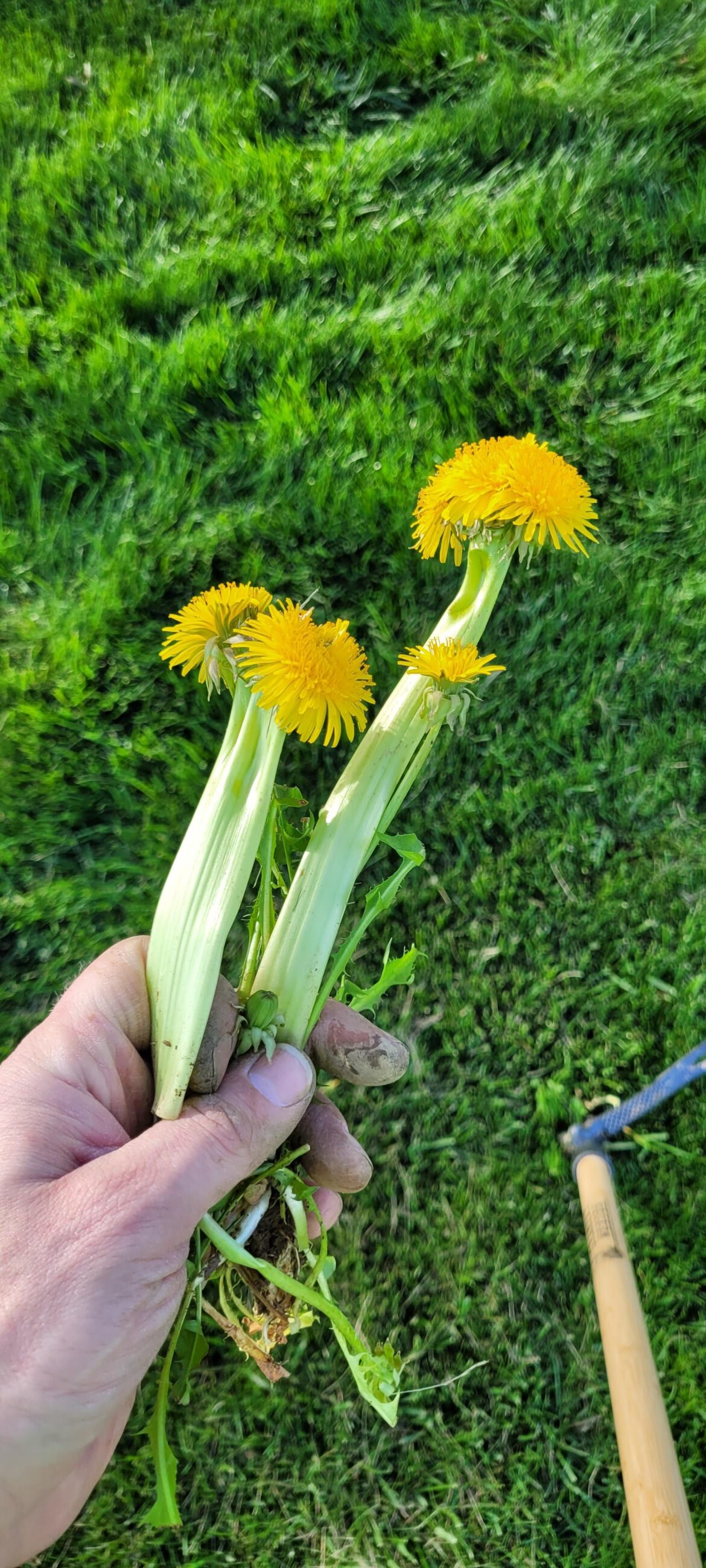 My dandelions can beat up your dandelions.