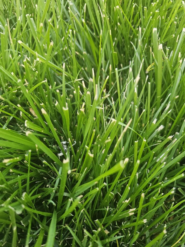 White tips on Tall Fescue?