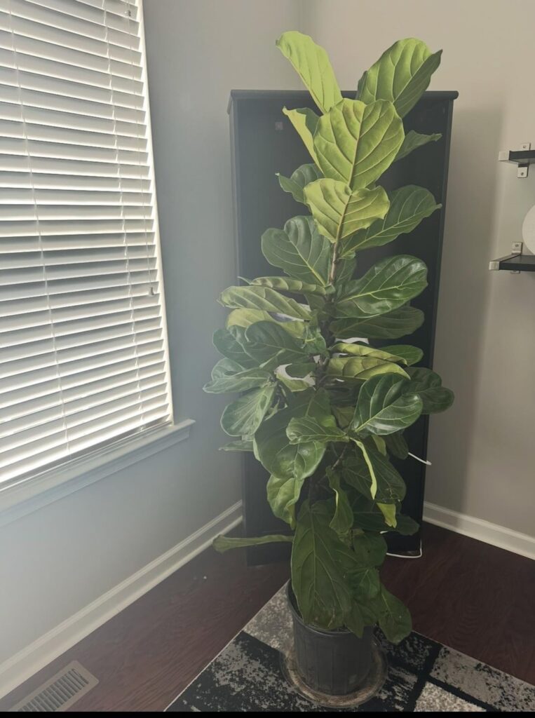 Repot separate or together with 2 other trees Repot separate or together with 2 other trees