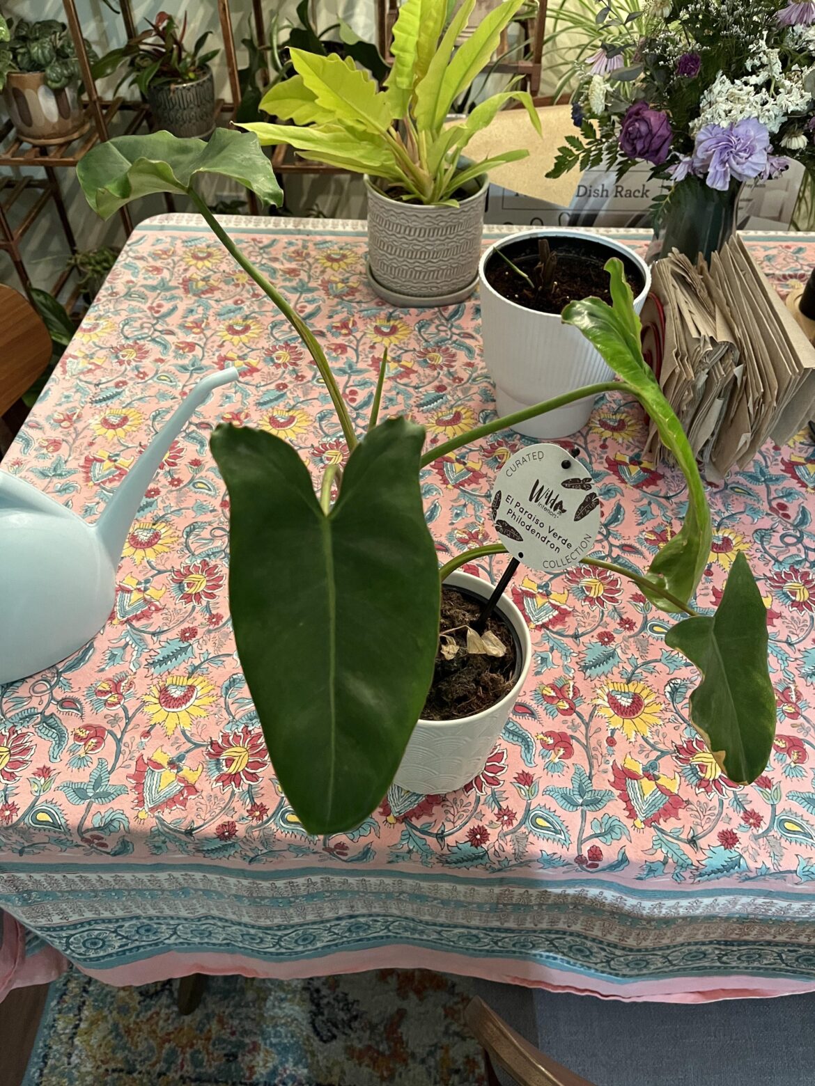 philodendron paraiso verde