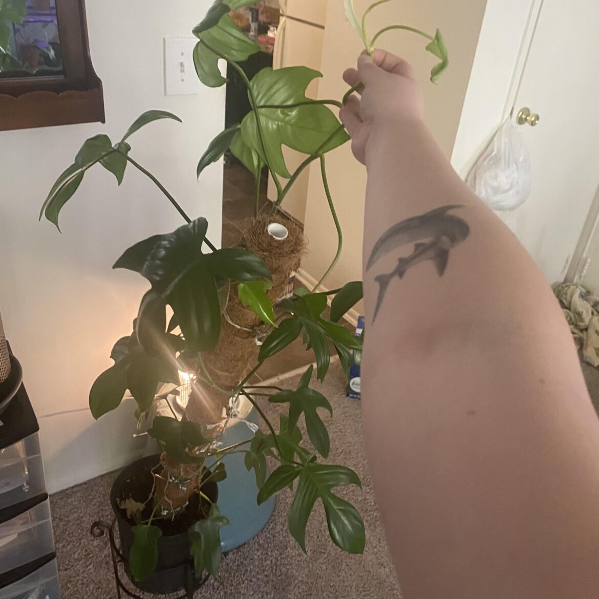 Should I chop Akira?