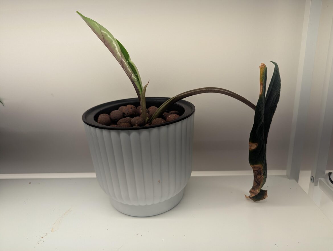 As long as it's alive there is hope