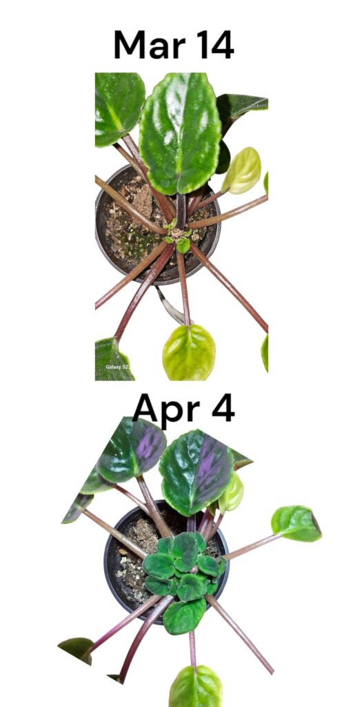 Decapitation Update Decapitation Update