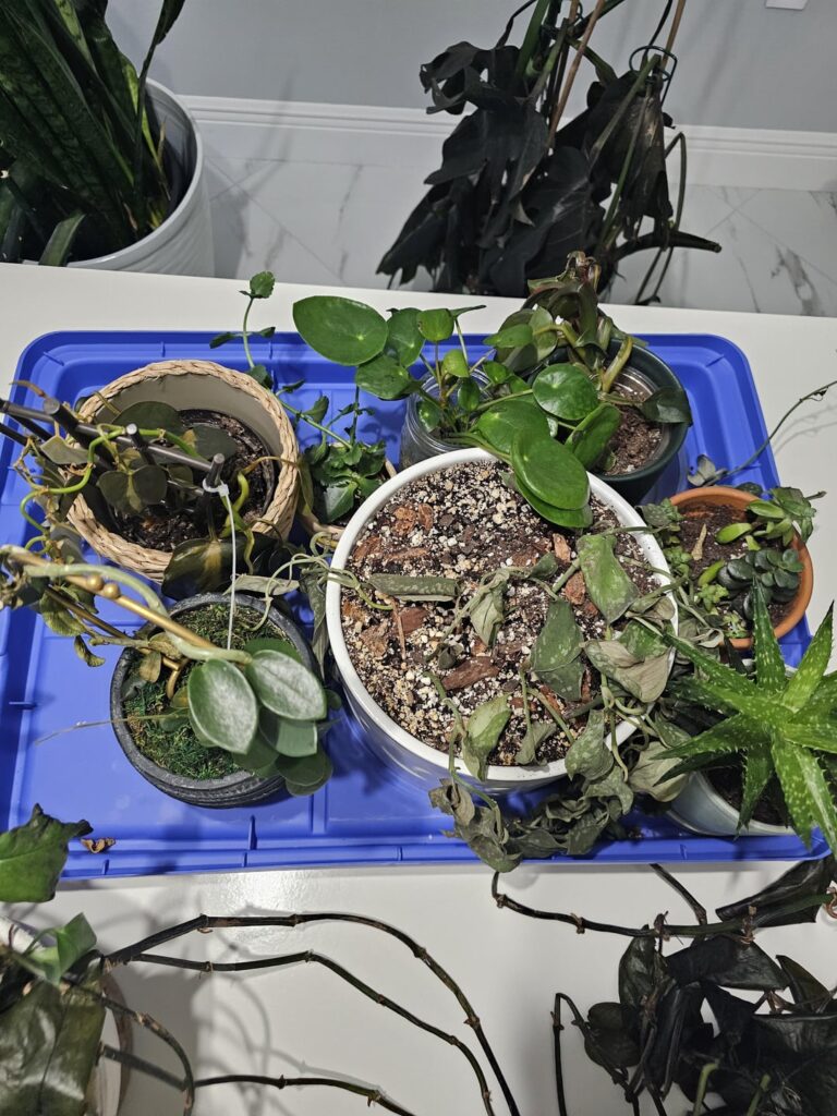 In-Laws destroyed plants