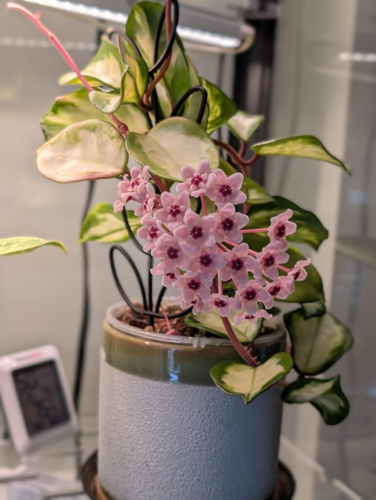 My first Hoya bloom!