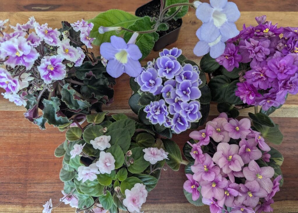 Spring family photoshoot!