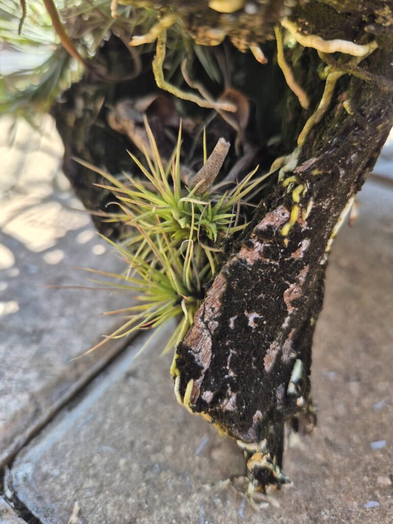 Update, close up photos of log per request